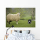Border Collie Staring Sheep Wall Decal