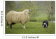 Border Collie Staring Sheep Wall Decal