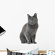 Russian Blue Cat Sitting Wall Decal