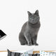 Russian Blue Cat Sitting Wall Decal