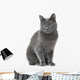 Russian Blue Cat Sitting Wall Decal