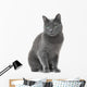 Russian Blue Cat Sitting Wall Decal
