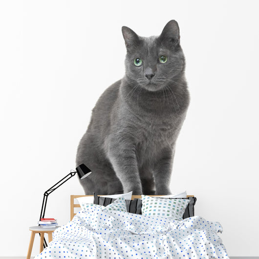 Russian Blue Cat Sitting Wall Decal
