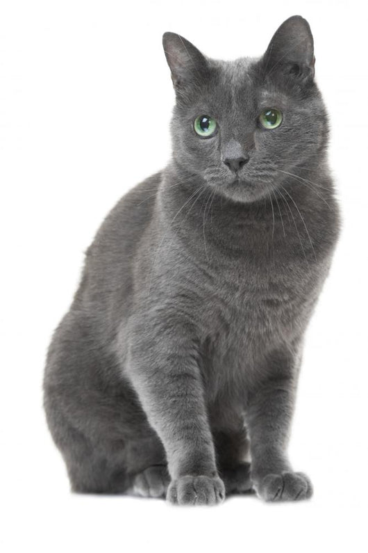 Russian Blue Cat Sitting Wall Decal