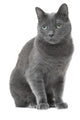 Russian Blue Cat Sitting Wall Decal