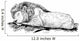 Lion Is Sleeping Rock Wall Decal
