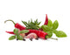Chili Pepper and Flavoring Wall Decal