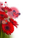 Multi-colored Gerbera Daisies and Butterfly Wall Decal