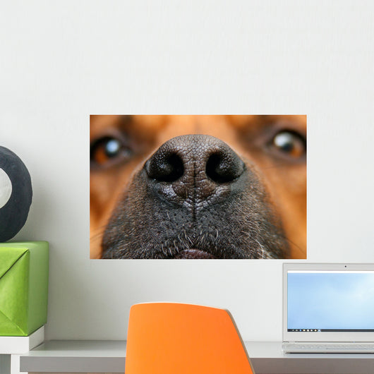 Nose Dog Wall Decal