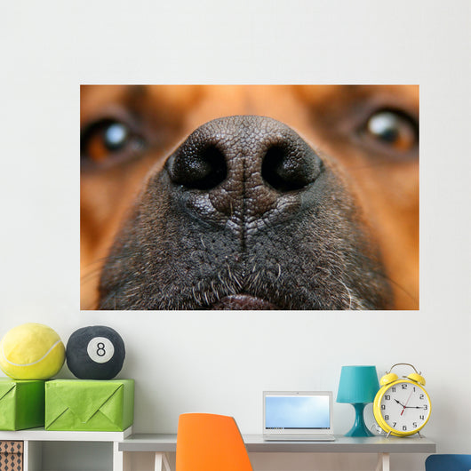 Nose Dog Wall Decal
