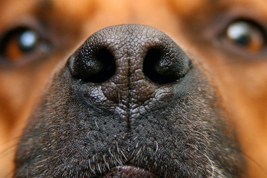 Nose Dog Wall Decal