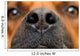 Nose Dog Wall Decal