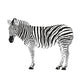Zebra Silhouette Wall Decal