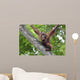 Borneo Orangutan Wall Decal