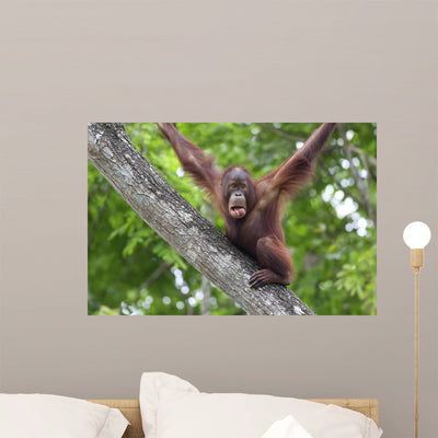 Borneo Orangutan Wall Decal shown on a wall