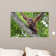 Borneo Orangutan Wall Decal