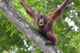 Borneo Orangutan Wall Decal