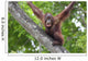 Borneo Orangutan Wall Decal