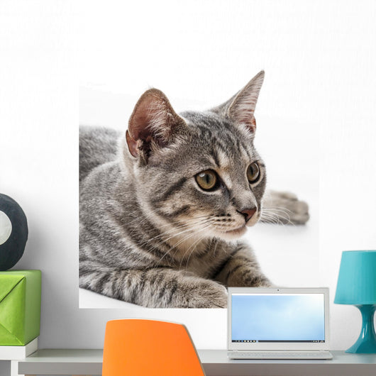 Portrait Cat Wall Decal