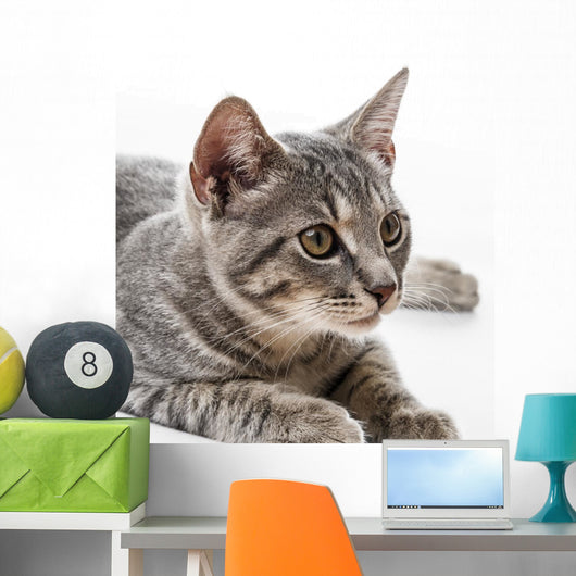 Portrait Cat Wall Decal
