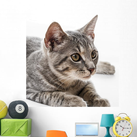 Portrait Cat Wall Decal