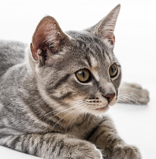 Portrait Cat Wall Decal