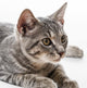 Portrait Cat Wall Decal