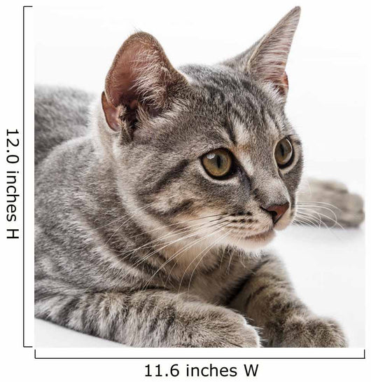 Portrait Cat Wall Decal