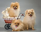 Three Puppies with Sidecar Wall Decal