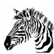 Portrait Zebra White Wall Decal
