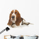 Basset Hound Laying down Wall Decal