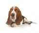 Basset Hound Laying down Wall Decal