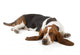 Resting Basset Hound Wall Decal