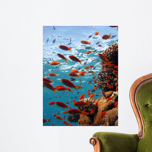 Coral Scene Wall Decal