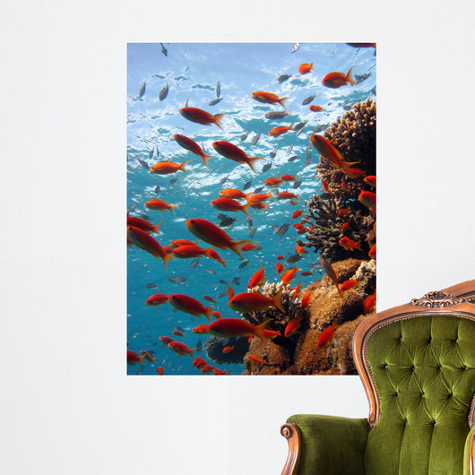 Coral Scene Wall Decal
