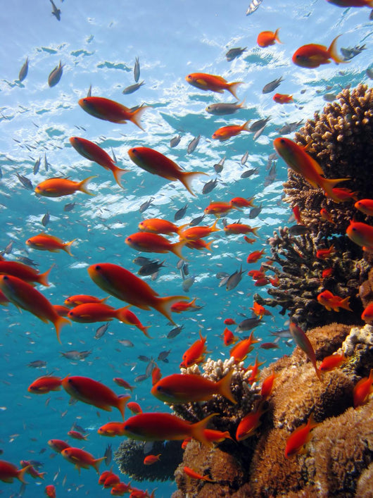 Coral Scene Wall Decal
