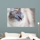 Domestic Cat Wall Decal