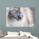 Domestic Cat Wall Decal