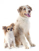 Australian Shepherd and Chihuahua Wall Decal