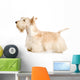 White Scottish Terrier Wall Decal