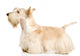 White Scottish Terrier Wall Decal
