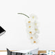 White Orchid Wall Decal