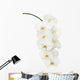 White Orchid Wall Decal
