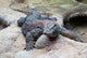 Big Komodo Dragon Wall Decal