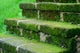 Moss Concrete Stair Forest Wall Decal
