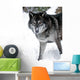 Gray Wolf Wall Decal