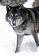 Gray Wolf Wall Decal