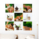 Sap Mix Wall Decal