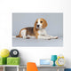 Puppy Beagle Dog Wall Decal