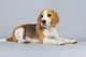 Puppy Beagle Dog Wall Decal